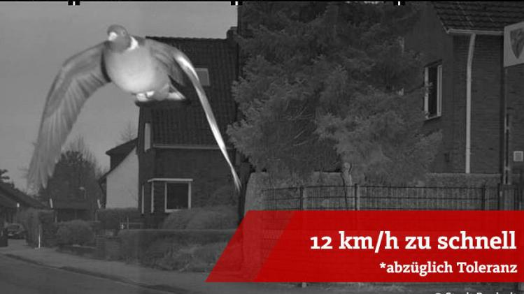 BIZAR. Duif geflitst aan 45 kilometer per uur
